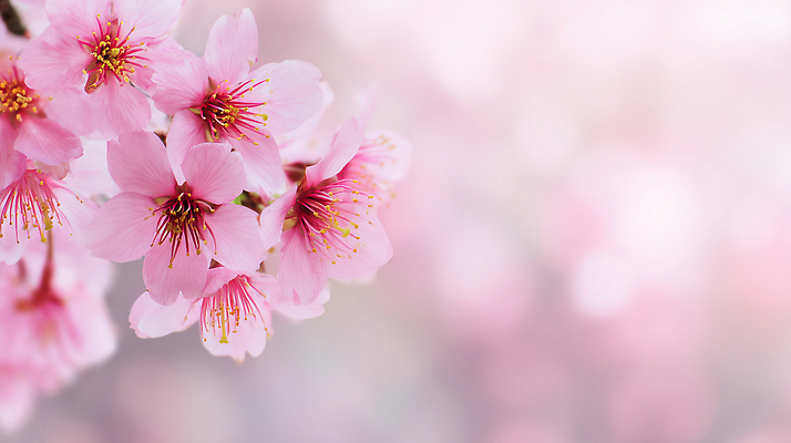 JPG 나무 식물 편집이미지 계절 꽃 분홍색 자연 한국 풍경 정원 봄 벚꽃 만개 편집실사 AI컴퓨터그래픽 AI콘텐츠 아시아 컬러 CG 생태계 파일형식