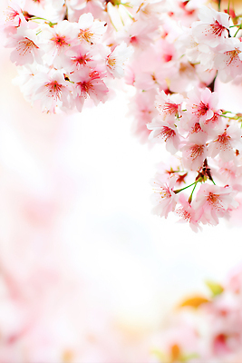 JPG 나무 식물 편집이미지 공원 꽃잎 꽃 분홍색 자연 날씨 풍경 봄 벚꽃 조화 꽃구경 만개 편집실사 AI컴퓨터그래픽 AI콘텐츠 계절 공공시설 컬러 CG 생태계 파일형식