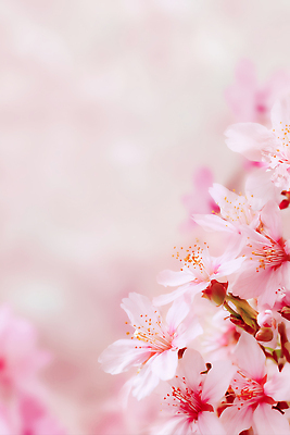 JPG 나무 편집이미지 공원 꽃 분홍색 컬러 자연 바람 날씨 거리 풍경 태양 봄 벚꽃 만개 편집실사 AI컴퓨터그래픽 AI콘텐츠 자연요소 식물 계절 공공시설 CG 생태계 파일형식