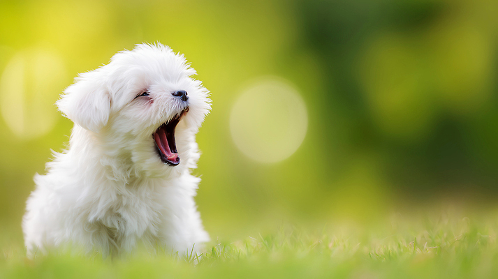 JPG 동물 편집이미지 백그라운드 자연 생명 털 초원 초록색 귀여움 흰색 개 강아지 귀 하품 주목 편집실사 AI포토 AI콘텐츠 컬러 컨셉 포유류 신체부위 반려동물 CG 생태계 생리현상 파일형식