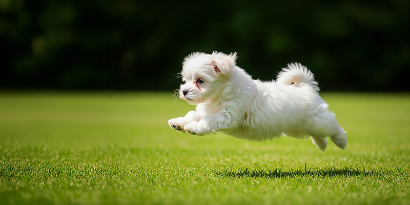 JPG 편집이미지 반려견 모션 자연 놀이 초원 반려동물 달리기 귀여움 점프 활발 강아지 즐거움 놀기 편집실사 AI포토 AI콘텐츠 동물 감정 컨셉 개 CG 생태계 파일형식