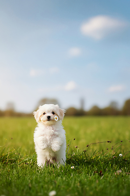 JPG 동물 편집이미지 꽃 무지개 자연 하늘 초원 햇빛 머리카락 산책 강아지 소형견 놀기 편집실사 AI포토 AI콘텐츠 자연요소 식물 모션 휴식 반려동물 태양 머리 개 CG 생태계 파일형식