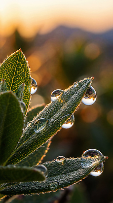 JPG 식물 편집이미지 잎 자연 아침 조명 초록색 물 빛 햇빛 반사 물방울 저녁 뷰티풀 서클 편집실사 AI포토 AI콘텐츠 주간 자연요소 컬러 태양 야간 CG 생태계 파일형식