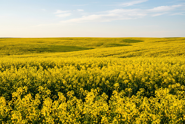 JPG 식물 편집이미지 꽃밭 밭 농업 자연 하늘 바람 한국 풍경 농장 환경 땅 유채 거름 편집실사 AI포토 AI콘텐츠 자연요소 꽃 산업 아시아 날씨 CG 생태계 파일형식