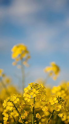 JPG 식물 편집이미지 꽃 농업 자연 생명 날씨 풍경 초원 햇빛 환경 봄 유채 생태계 편집실사 AI포토 AI콘텐츠 계절 산업 태양 CG 파일형식
