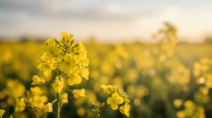 JPG 식물 편집이미지 꽃 자연 하늘 풍경 초원 농작물 햇빛 태양 농장 노란색 봄 시간 유채 편집실사 AI포토 AI콘텐츠 자연요소 계절 컬러 농업 빛 CG 생태계 파일형식