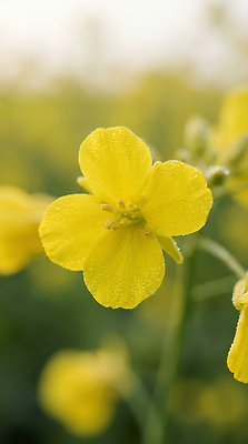 JPG 식물 편집이미지 계절 꽃 꽃밭 자연 생명 아침 풍경 초원 햇빛 노란색 성장 이슬 유채 뷰티풀 편집실사 AI포토 AI콘텐츠 주간 컬러 태양 CG 생태계 파일형식