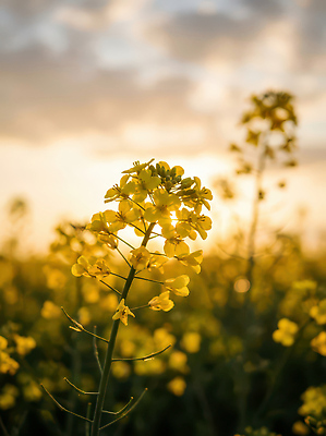 JPG 식물 편집이미지 계절 꽃 밭 농업 자연 바람 풍경 초원 태양 농장 노란색 일몰 저녁 유채 편집실사 AI포토 AI콘텐츠 자연요소 산업 컬러 날씨 노을 야간 CG 생태계 파일형식