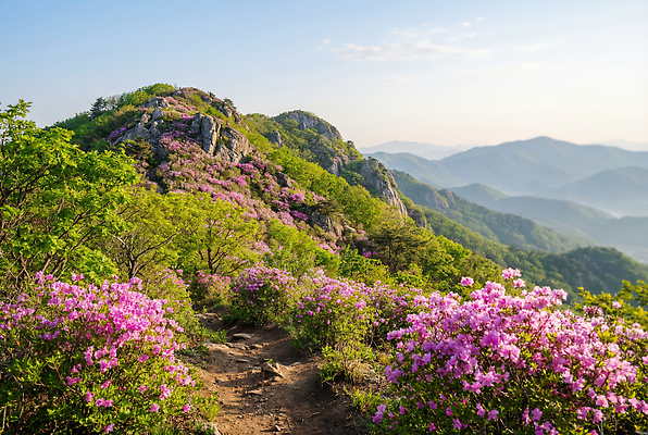 JPG 나무 편집이미지 꽃 길 자연 하늘 아침 산 풍경 초록색 햇빛 등산 철쭉 산들바람 산맥 편집실사 AI포토 AI콘텐츠 주간 식물 컬러 바람 태양 트래킹 CG 생태계 파일형식
