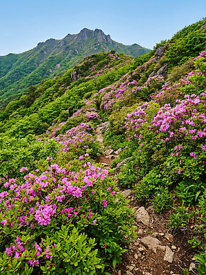 JPG 나무 편집이미지 꽃 길 자연 하늘 바람 산 풍경 초원 등산 들꽃 숲 진달래 철쭉 노약자 편집실사 AI포토 AI콘텐츠 자연요소 식물 날씨 트래킹 CG 생태계 파일형식