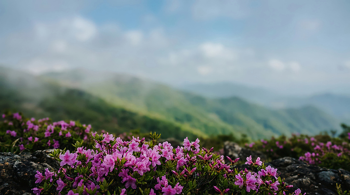 JPG 식물 편집이미지 꽃 컬러 자연 산 풍경 일출 봄 생태계 철쭉 지형 지역 흐림 뷰티풀 편집실사 AI포토 AI콘텐츠 계절 날씨 노을 CG 파일형식