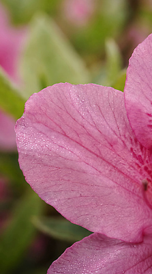 JPG 식물 편집이미지 꽃잎 꽃 화초 선 분홍색 컬러 잎 자연 생명 정원 촬영 질감 철쭉 편집실사 AI포토 AI콘텐츠 CG 생태계 파일형식