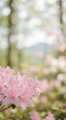 JPG 나무 식물 편집이미지 꽃잎 꽃 분홍색 꽃밭 자연 풍경 초록색 햇빛 봄 공간 성장 철쭉 편집실사 AI포토 AI콘텐츠 계절 컬러 태양 CG 생태계 파일형식