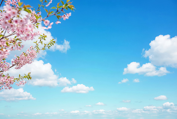 JPG 나무 식물 편집이미지 꽃 분홍색 잎 자연 하늘 바람 날씨 풍경 일상 봄 청명 편집실사 AI컴퓨터그래픽 AI콘텐츠 자연요소 계절 컬러 라이프 CG 생태계 파일형식