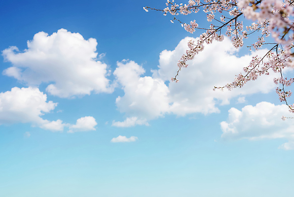 JPG 나무 편집이미지 꽃 자연 하늘 날씨 한국 풍경 봄 벚꽃 시원함 편집실사 AI컴퓨터그래픽 AI콘텐츠 식물 계절 아시아 CG 생태계 파일형식