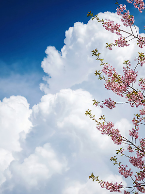 JPG 나무 식물 편집이미지 계절 꽃 분홍색 자연 하늘 날씨 풍경 햇빛 봄 벚꽃 대기 편집실사 AI컴퓨터그래픽 AI콘텐츠 컬러 태양 CG 생태계 파일형식