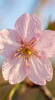 JPG 식물 편집이미지 꽃잎 꽃 줄기 잎 자연 햇빛 화목 봄 벚꽃 방울 물방울 식물원 편집실사 AI컴퓨터그래픽 AI콘텐츠 계절 컨셉 장식 태양 CG 생태계 파일형식