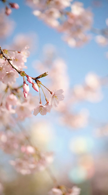 JPG 나무 편집이미지 꽃 자연 하늘 날씨 한국 풍경 파란색 봄 벚꽃 만개 뷰티풀 편집실사 AI컴퓨터그래픽 AI콘텐츠 식물 계절 아시아 컬러 CG 생태계 파일형식