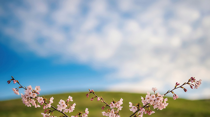 JPG 나무 편집이미지 계절 꽃 자연 하늘 생명 풍경 일상 파란색 보라색 봄 벚꽃 조화 편집실사 AI컴퓨터그래픽 AI콘텐츠 식물 컬러 라이프 CG 생태계 파일형식