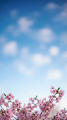 JPG 나무 편집이미지 계절 꽃잎 꽃 자연 하늘 생명 풍경 일상 파란색 봄 벚꽃 흰색 뷰티풀 편집실사 AI컴퓨터그래픽 AI콘텐츠 식물 컬러 라이프 CG 생태계 파일형식