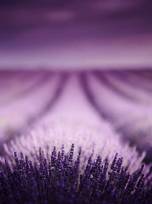 JPG 식물 편집이미지 계절 꽃 줄기 밭 농업 자연 하늘 풍경 농장 라벤더 이미지편집 AI컴퓨터그래픽 AI콘텐츠 산업 허브 생태계 파일형식