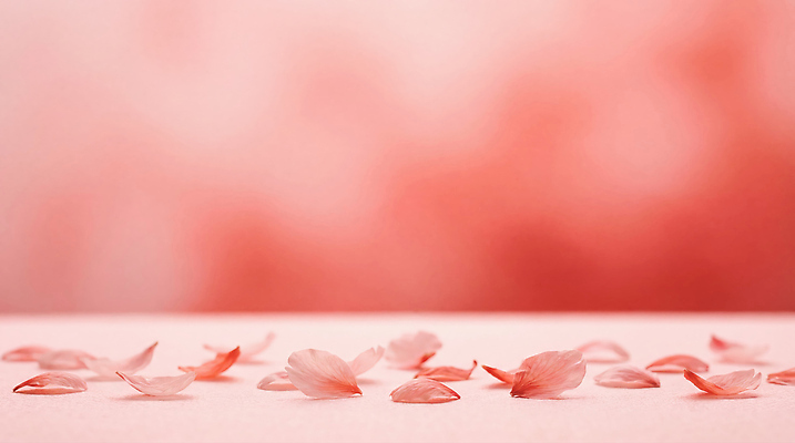 JPG 편집이미지 꽃잎 분홍색 컬러 백그라운드 자연 생명 장식 봄 공간 떨어짐 조화 뷰티풀 이미지편집 AI컴퓨터그래픽 AI콘텐츠 계절 꽃 컨셉 생태계 파일형식