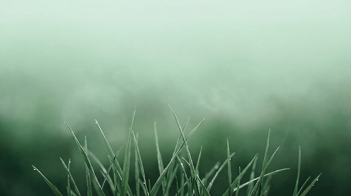 JPG 식물 편집이미지 자연 아침 바람 풍경 초원 초록색 고요 안개 물방울 신선 땅 장면 이미지편집 AI컴퓨터그래픽 AI콘텐츠 주간 자연요소 컬러 날씨 생태계 파일형식