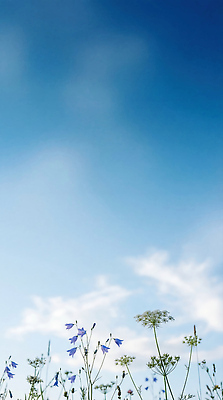 JPG 식물 편집이미지 계절 꽃 컬러 자연 하늘 생명 아침 바람 풍경 환경 뷰티풀 이미지편집 AI컴퓨터그래픽 AI콘텐츠 주간 자연요소 날씨 생태계 파일형식