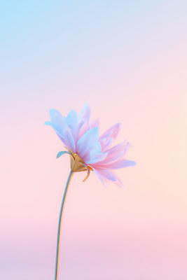 JPG 식물 편집이미지 꽃잎 꽃 컬러 백그라운드 자연 하늘 생명 풍경 일출 일몰 봄 성장 파스텔 뷰티풀 파스텔톤 이미지편집 AI컴퓨터그래픽 AI콘텐츠 계절 학용품 노을 생태계 파일형식