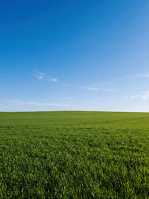 JPG 식물 편집이미지 자연 하늘 날씨 풍경 초원 초록색 햇빛 농장 환경 농사 지평선 편집실사 AI컴퓨터그래픽 AI콘텐츠 컬러 농업 태양 CG 생태계 파일형식