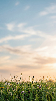 JPG 식물 편집이미지 자연 하늘 바람 풍경 잔디 초원 파란색 햇빛 일몰 저녁 땅 기온 편집실사 AI컴퓨터그래픽 AI콘텐츠 자연요소 컬러 날씨 태양 노을 야간 CG 생태계 파일형식