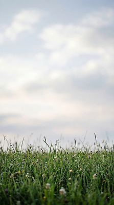 JPG 식물 편집이미지 꽃 자연 하늘 생명 바람 풍경 초원 농장 자유 성장 땅 편집실사 AI컴퓨터그래픽 AI콘텐츠 자연요소 컨셉 농업 날씨 CG 생태계 파일형식