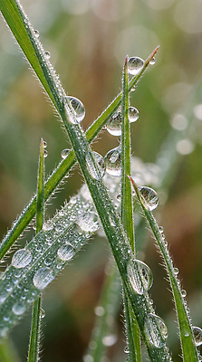 JPG 식물 편집이미지 컬러 자연 생명 아침 초원 초록색 햇빛 촬영 물방울 풀잎 이슬 오브젝트 수분_꽃가루 편집실사 AI컴퓨터그래픽 AI콘텐츠 주간 잎 태양 풀_식물 CG 생태계 파일형식