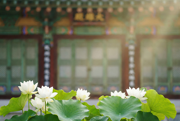 JPG 식물 편집이미지 고건축 자연 하늘 아침 한국 연꽃 풍경 여름 햇빛 정원 절 사찰 조화 뷰티풀 편집실사 AI컴퓨터그래픽 AI콘텐츠 주간 건축물 계절 꽃 아시아 종교건축 태양 인사 CG 생태계 파일형식