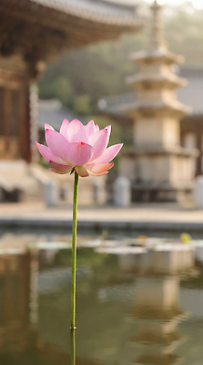 JPG 편집이미지 전통 컬러 자연 생명 아침 한국 연꽃 풍경 연못 절 사찰 사원 수면 뷰티풀 전경 편집실사 AI컴퓨터그래픽 AI콘텐츠 주간 꽃 아시아 종교건축 물 인사 CG 생태계 파일형식 탑뷰