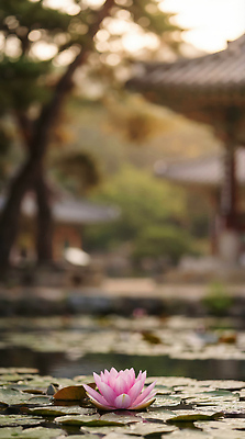 JPG 식물 편집이미지 전통 자연 한국 연꽃 풍경 물 햇빛 정원 고요 연못 절 사찰 수면 꽃집 오후 편집실사 AI컴퓨터그래픽 AI콘텐츠 자연요소 꽃 아시아 종교건축 태양 상점 인사 CG 생태계 파일형식