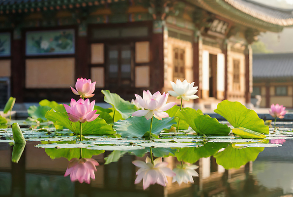 JPG 식물 편집이미지 꽃 여행 고건축 자연 아침 한국 연꽃 풍경 햇빛 반사 정원 연못 절 사찰 수면 뷰티풀 편집실사 AI컴퓨터그래픽 AI콘텐츠 주간 건축물 아시아 종교건축 물 태양 인사 CG 생태계 파일형식