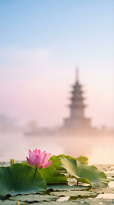 JPG 나무 편집이미지 꽃 잎 자연 연꽃 풍경 물 탑 새벽 안개 연못 절 사찰 수면 전경 편집실사 AI컴퓨터그래픽 AI콘텐츠 자연요소 식물 건축물 종교건축 날씨 인사 CG 생태계 파일형식 탑뷰