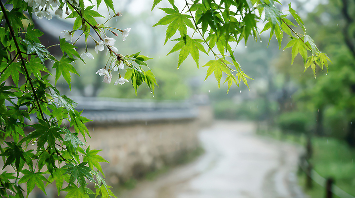 JPG 편집이미지 전통 꽃 길 자연 날씨 나뭇잎 한국 풍경 초록색 고요 산책 회색 물방울 봄비 고택 편집실사 AI컴퓨터그래픽 AI콘텐츠 식물 건축물 아시아 컬러 잎 휴식 봄 비_날씨 CG 생태계 파일형식