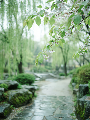 JPG 나무 편집이미지 꽃 자연 날씨 나뭇잎 풍경 초록색 정원 봄 물방울 봄비 조경 돌길 편집실사 AI컴퓨터그래픽 AI콘텐츠 식물 계절 길 컬러 잎 비_날씨 CG 생태계 파일형식
