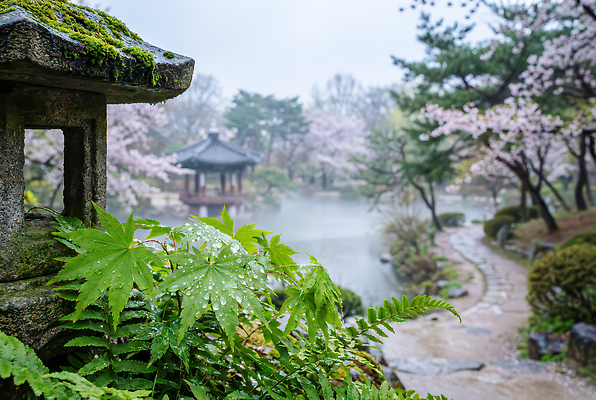 JPG 나무 편집이미지 전통 꽃 여행 자연 나뭇잎 한국 풍경 정원 고요 산책 벚꽃 물방울 연못 봄비 편집실사 AI컴퓨터그래픽 AI콘텐츠 식물 아시아 잎 휴식 봄 비_날씨 CG 생태계 파일형식
