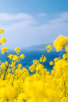 JPG 식물 편집이미지 계절 꽃 바다 컬러 백그라운드 자연 하늘 생명 풍경 초원 노란색 봄 유채 뷰티풀 편집실사 AI포토 AI콘텐츠 CG 생태계 파일형식