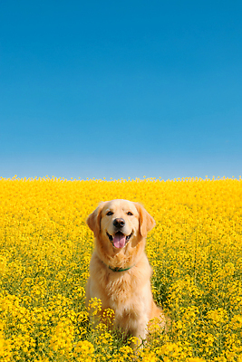 JPG 편집이미지 행복 반려견 꽃밭 자연 웃음 풍경 야외 여름 반려동물 노란색 봄 산책 금색 개 유채 편집실사 AI포토 AI콘텐츠 동물 계절 꽃 감정 컬러 포유류 휴식 표정 CG 생태계 파일형식
