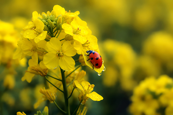 JPG 식물 편집이미지 꽃 곤충 자연 농장 환경 봄 유채 생태계 무당벌레 뷰티풀 수분_꽃가루 편집실사 AI포토 AI콘텐츠 동물 계절 농업 CG 파일형식