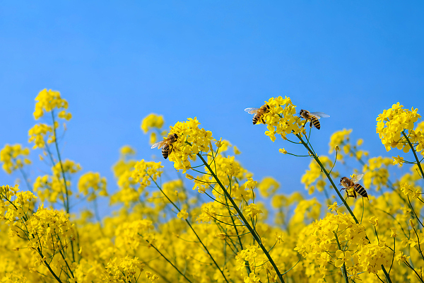 JPG 편집이미지 꽃 꽃밭 자연 하늘 농장 노란색 봄 들꽃 작업 유채 꿀 벌집 수분_꽃가루 편집실사 AI포토 AI콘텐츠 식물 계절 컬러 농업 CG 생태계 파일형식