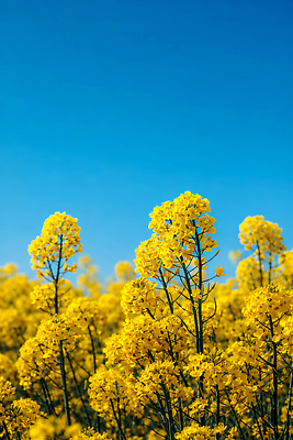 JPG 식물 편집이미지 계절 꽃 밭 농업 자연 하늘 날씨 풍경 여름 파란색 햇빛 노란색 유채 지역 편집실사 AI포토 AI콘텐츠 산업 컬러 태양 CG 생태계 파일형식