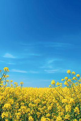 JPG 식물 편집이미지 컬러 꽃밭 자연 하늘 풍경 초원 농장 봄 원근감 들꽃 유채 편집실사 AI포토 AI콘텐츠 계절 꽃 뷰포인트 농업 CG 생태계 파일형식