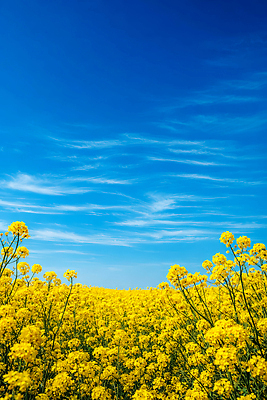 JPG 식물 편집이미지 꽃밭 농업 자연 풍경 초원 여름 햇빛 유채 지역 편집실사 AI포토 AI콘텐츠 계절 꽃 산업 태양 CG 생태계 파일형식