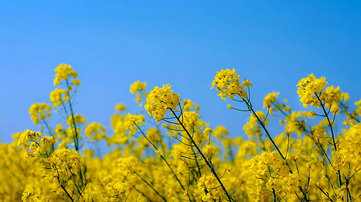 JPG 식물 편집이미지 계절 꽃 화초 꽃밭 자연 하늘 바람 풍경 여름 햇빛 농장 노란색 유채 편집실사 AI포토 AI콘텐츠 자연요소 컬러 농업 날씨 태양 CG 생태계 파일형식