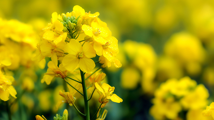 JPG 식물 편집이미지 꽃 줄기 잎 자연 생명 풍경 초원 햇빛 노란색 봄 유채 만개 편집실사 AI포토 AI콘텐츠 계절 컬러 태양 CG 생태계 파일형식